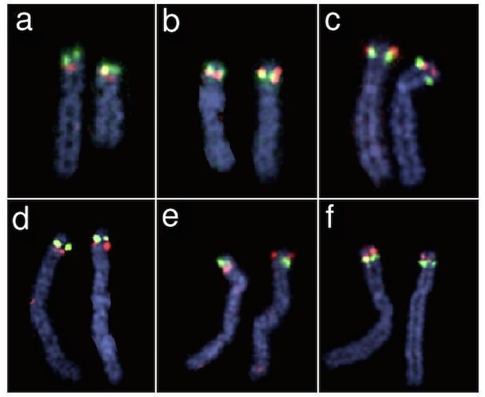 Broman et al. (2003) Fig 2