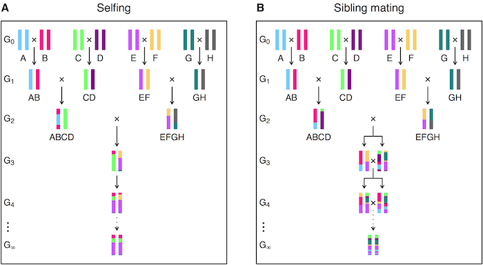 Broman (2005) Fig 2