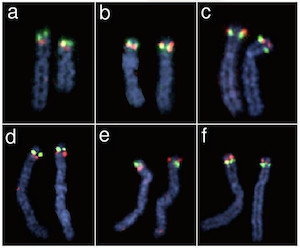 Broman et al. (2003) Fig 2